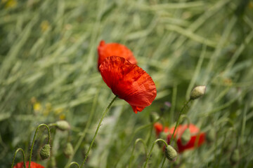 Beautiful red poppies gracefully blooming in a field of green under sunlight.