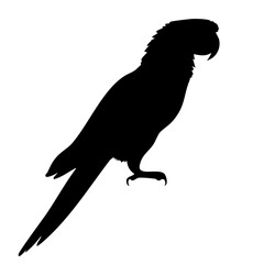 Black Silhouette Of Parrot Perched In Profile With Long Tail For Wildlife, Bird, And Nature Art Design