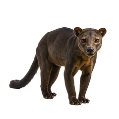 Fossa: Madagascar's Carnivorous Mammal - Close-Up Profile