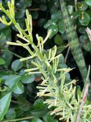 green leaves of a Dracaena trifasciata plant in the garden