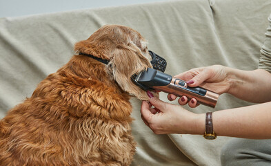 Careful trimming of dog's ear with clippers during grooming, focusing on precision and safe handling for pet hygiene