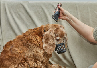 Close-up of dog ear grooming with electric clippers, showing safe technique and focused care for precise trim
