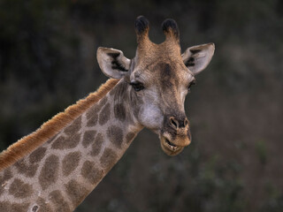 Giraffe im Krüger Nationalpark