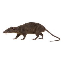 Close-Up of a Dark-Furred Rat: Detailed Profile View