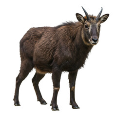 Majestic Himalayan Tahr: A Stunning Wildlife Photograph