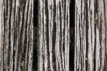 Obraz premium 古木のテクスチャ 背景