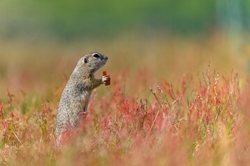 A cute ground squirrel posing in the grass. Spermophilus citellus
