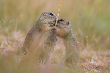 Two young european ground squirrels eats a ear of corn. Spermophilus citellus