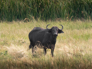 Büffel