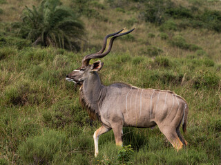 Männliches Kudu