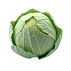 Fototapeta premium A single green cabbage head isolated isolated on white background