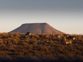 Mountain Zebra