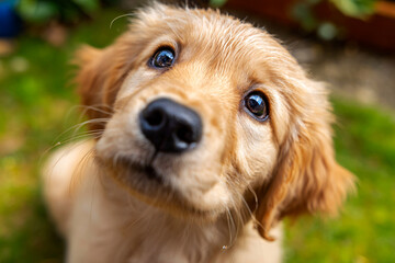 Closeup of cute golden retriever puppy with sparkling eyes, soft focus, grassy garden background