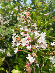 beautiful karonda flowers in the garden