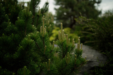 Pine in spring in the botanical garden