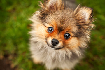 Closeup of cute pomeranian puppy with sparkling eyes, soft focus, grassy garden, playful mood
