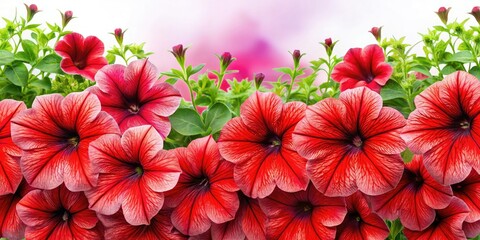 Stunning Red Petunia Portrait Photography: Large Petals, Floral Background