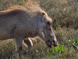 Warzenschwein