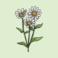 Hand drawn three white daisies on a stem