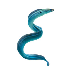 Fototapeta premium Stunning Blue Eel: Underwater Elegance