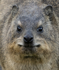 Dassie