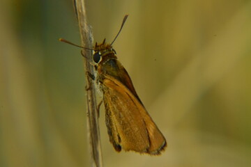 butterfly on a leaf