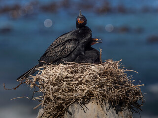 Kormorane im Nest