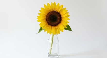 Obraz premium Single bright sunflower in a clear glass vase against a white background for cheerful decor with copy space
