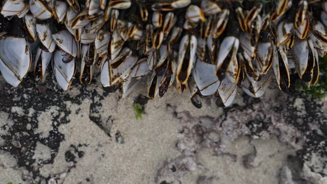 goose barnacles barnacle at sea beach