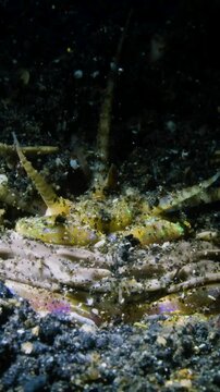 Vertical Bobbit worm, underwater alien killer, hiding in the sand waiting for prey, with colorful markings on its body, night diving, Lembeh Strait, Norther Sulawesi, Indonesia