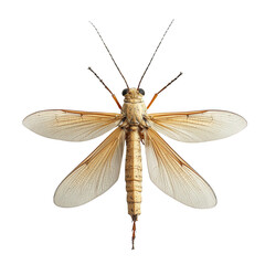 A detailed image of a beige-winged insect with four elongated, translucent wings spread open and long antennae extending from its head. Png, Transparent background.