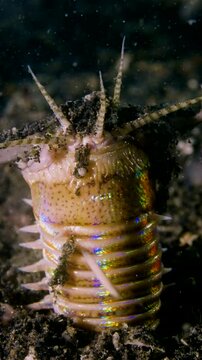 Vertical Bobbit worm, underwater alien killer, hiding in the sand waiting for prey, with colorful markings on its body, night diving, Lembeh Strait, Norther Sulawesi, Indonesia