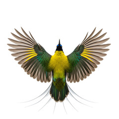 Majestic Bird in Flight: Wings Spread Wide, Vibrant Feathers