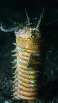 Vertical Bobbit worm, underwater alien killer, hiding in the sand waiting for prey, with colorful markings on its body, night diving, Lembeh Strait, Norther Sulawesi, Indonesia