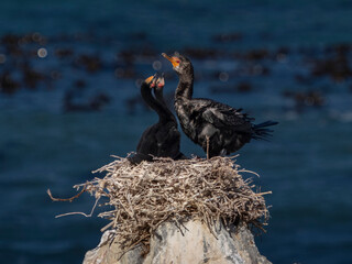 Kormorane im Nest