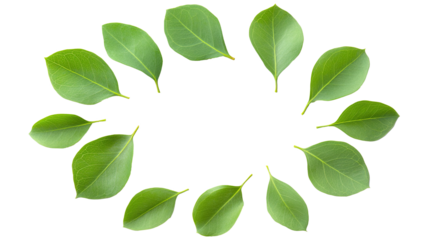 Minimalist frame of bright green eucalyptus leaves in a circle isolated on transparent background. PNG