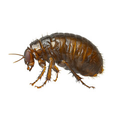 A close-up image of a brown flea showing its segmented body, legs, and antennae in detailed macro view. Png, Transparent background.