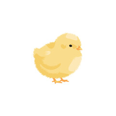 Cute yellow chick with black eye, tiny beak on white