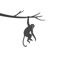 Gray monkey hangs from a gray branch on a white background