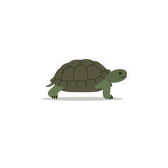 Cartoon tortoise illustration on a white background in motion with a muted green shell