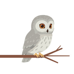 Grey, fluffy owl with amber eyes looking right, perched on a branch, isolated on a white background