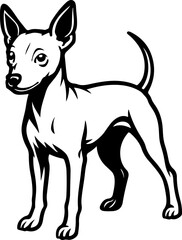 American Hairless Terrier.eps