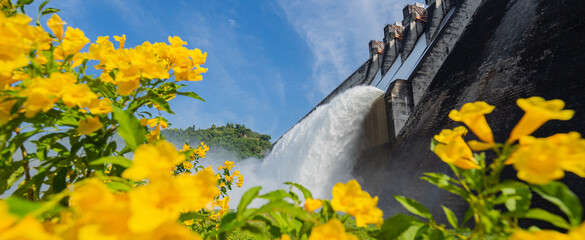 The dam is releasing water with beautiful yellow flowers.