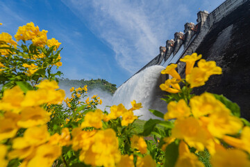 The dam is releasing water with beautiful yellow flowers.
