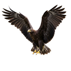 Obraz premium Majestic Eagle in Flight: Powerful Wings, Sharp Gaze