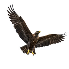 Obraz premium Majestic Eagle in Flight: Powerful Bird of Prey Photography