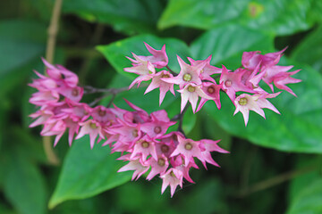 Fototapeta premium Beautiful Pink Star-shaped Flowers Blooming