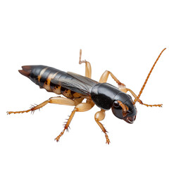 A close-up view of a black and tan earwig insect with visible segmented body, wings, pincers, and long antennae. Png, Transparent background.