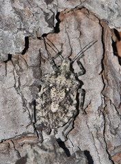 Rough Stink Bug Brochymena insect on tree nature camouflage pest control.