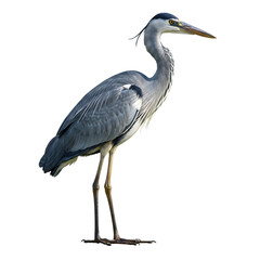 Fototapeta premium Grey Heron: Majestic Water Bird Profile